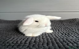Mini Lop rabbits for sale: Little fluffy mini lops  - Image 9