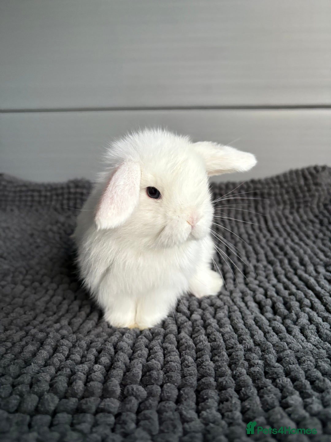 Mini Lop rabbits for sale: Little fluffy mini lops  - Image 9