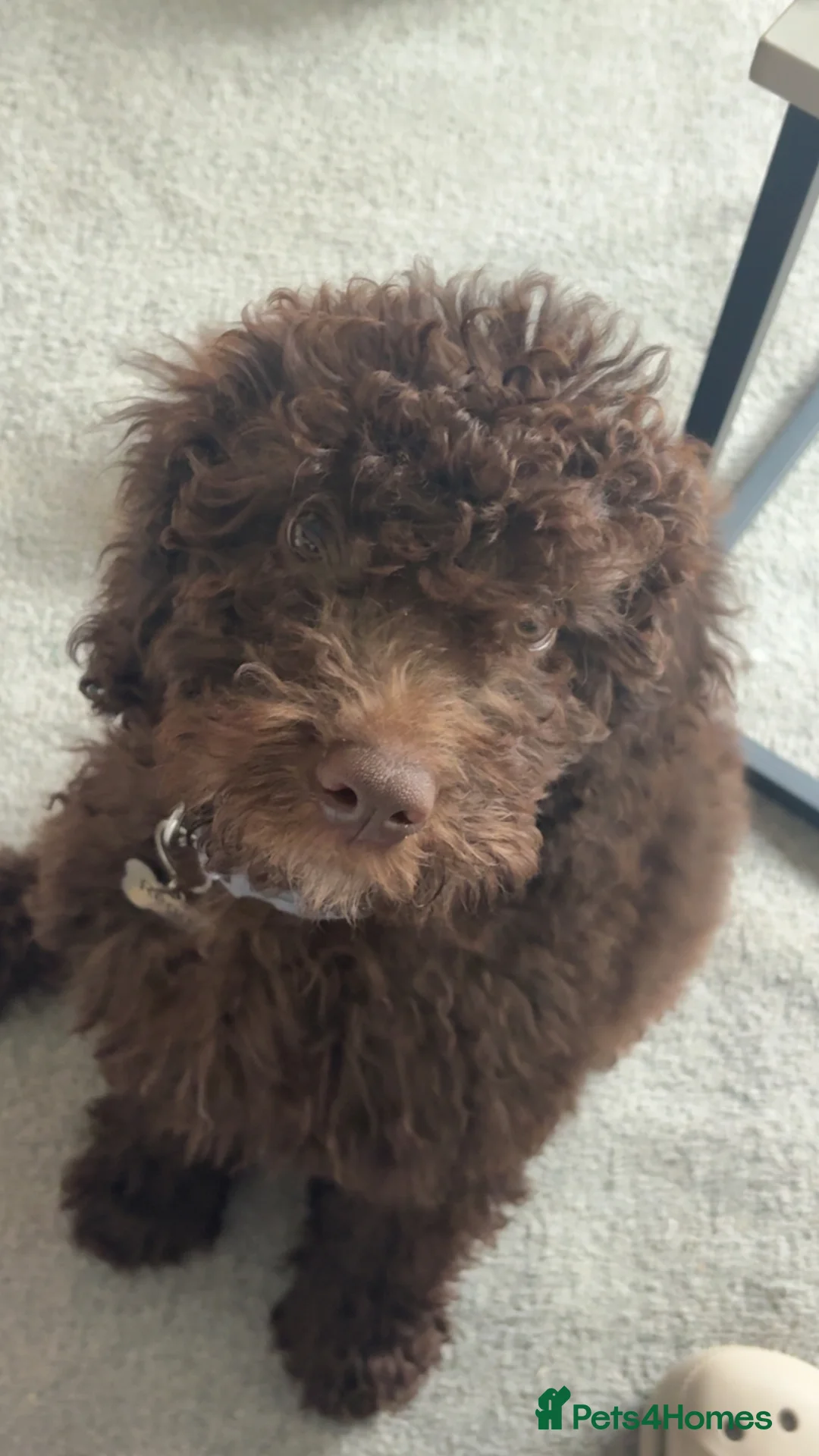 Cockapoo dogs for sale: Reggie 11 week old cockapoo  - Advert 2