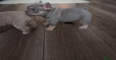 French Bulldog dogs - Advert 16