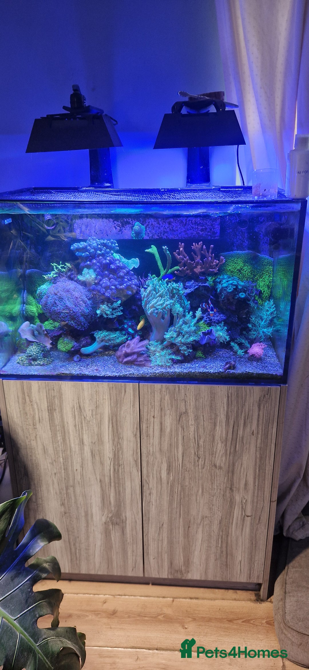 Other/Mixed Breed fish for sale: Beautiful mature reeftank - Image 1