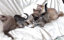 Burmese cats for sale: Stunning Show Quality Kittens - Image 11