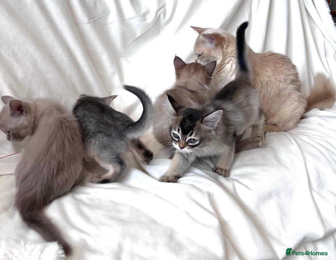 Burmese cats for sale: Stunning Show Quality Kittens - Image 11