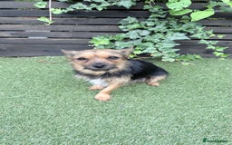 Mixed Breed dogs for sale: 4 gorgeous puppies for sale - Image 19