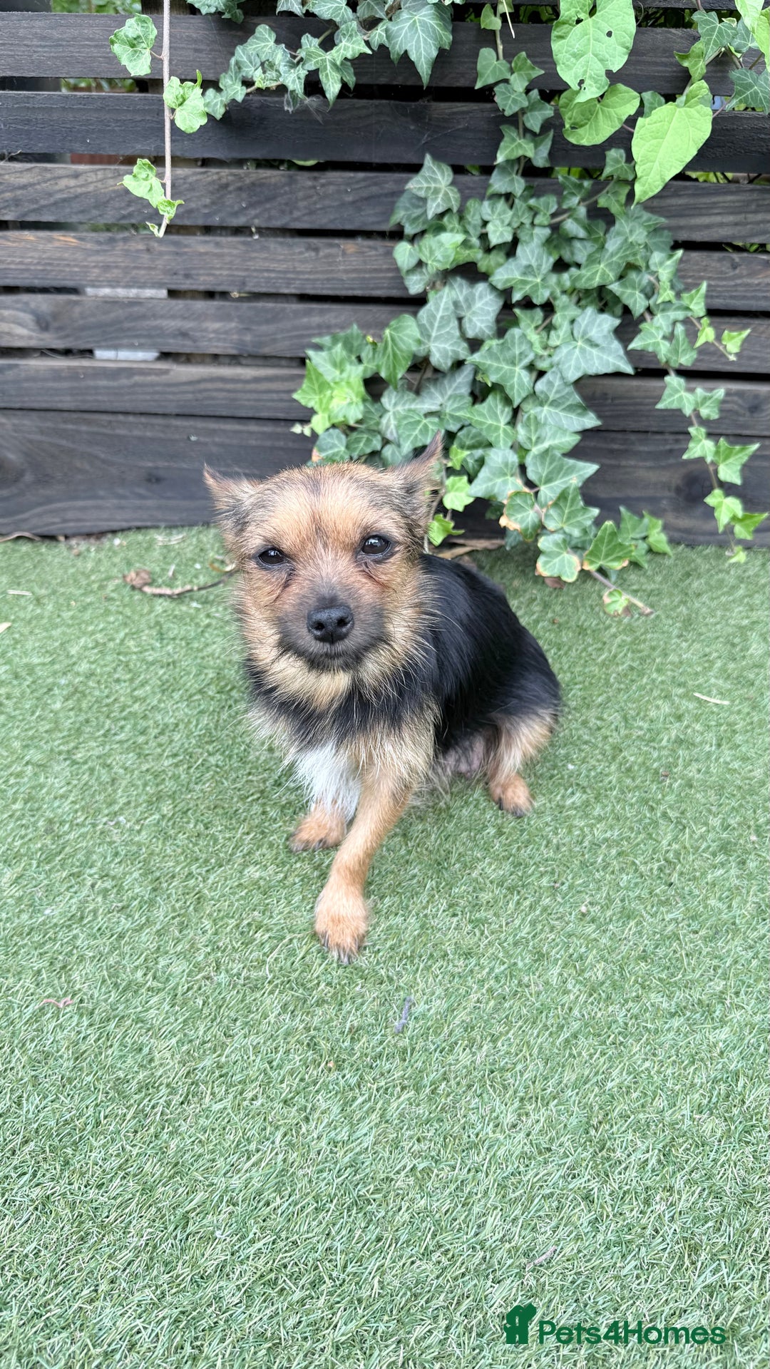 Mixed Breed dogs for sale: 4 gorgeous puppies for sale - Image 19
