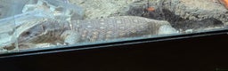 Monitor reptiles for sale: Savannah monitor lizard Dottie - Advert 3