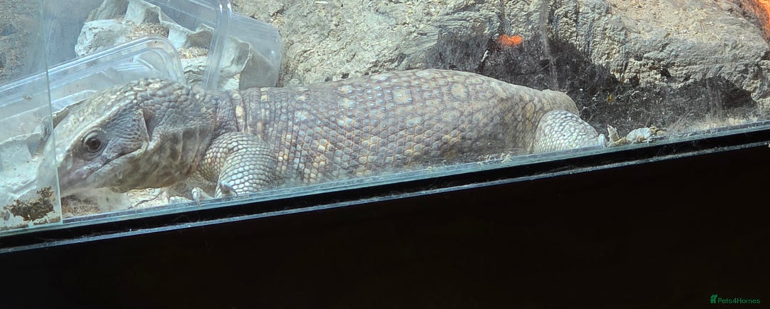 Monitor reptiles for sale: Savannah monitor lizard Dottie - Advert 3