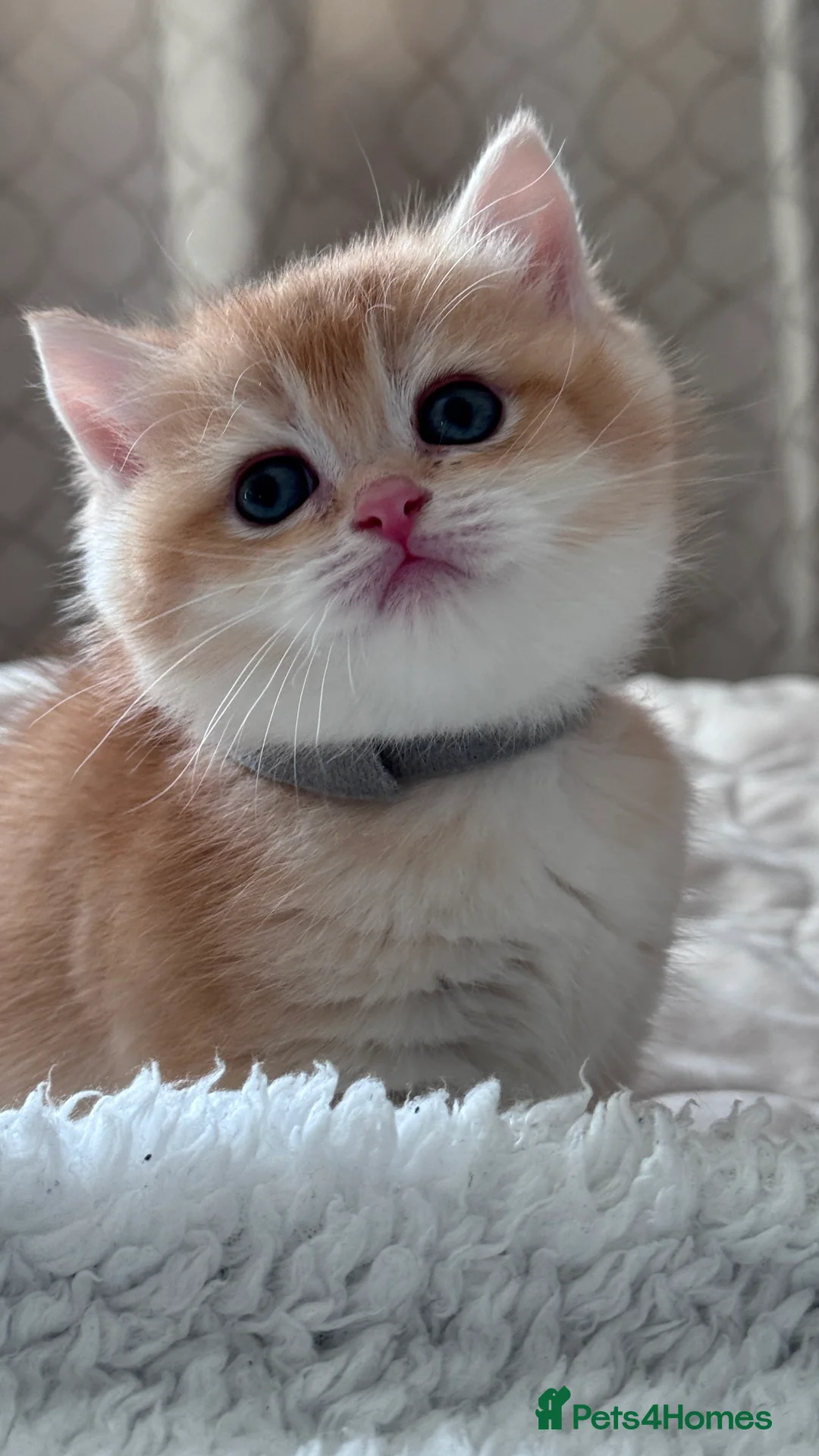 British Shorthair cats for sale: Adorable GCCF BSH BY12 NY12Chocolate Gold kittens  - Advert 16