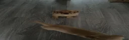 Golden Retriever dogs for sale: Golden retriever puppies  - Advert 6