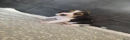 Beagle dogs for sale: Beautiful Beagle Puppies Looking For A Loving Home - Advert 14
