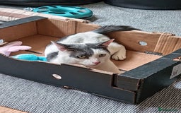 Mixed Breed cats for sale: Could you Adopt John Snowy? - Image 2