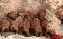 Cavapoo dogs for sale: F1b cavapoos- Red, apricot and white, collect16/12 - Image 4