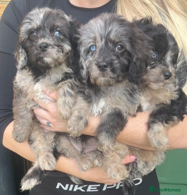 Cavapoo dogs Cavapoo girls and boys  - Advert 2