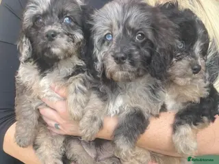 Cavapoo dogs Cavapoo girls and boys - Advert 3