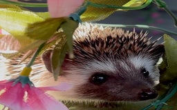 Pygmy Hedgehog rodents for sale: African Pygmy Hedgehog Ethically bred Girl 2 Boys  - Image 3