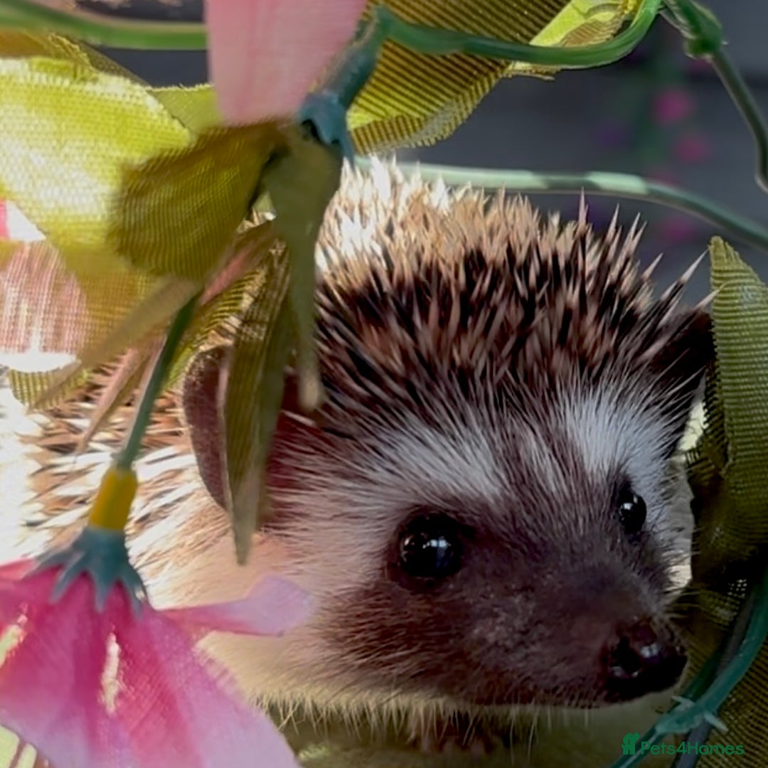 Pygmy Hedgehog rodents for sale: African Pygmy Hedgehog Ethically bred Girl 2 Boys  - Image 3