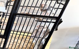 Cockatiels birds for sale: A pair of cockatiels - Image 6