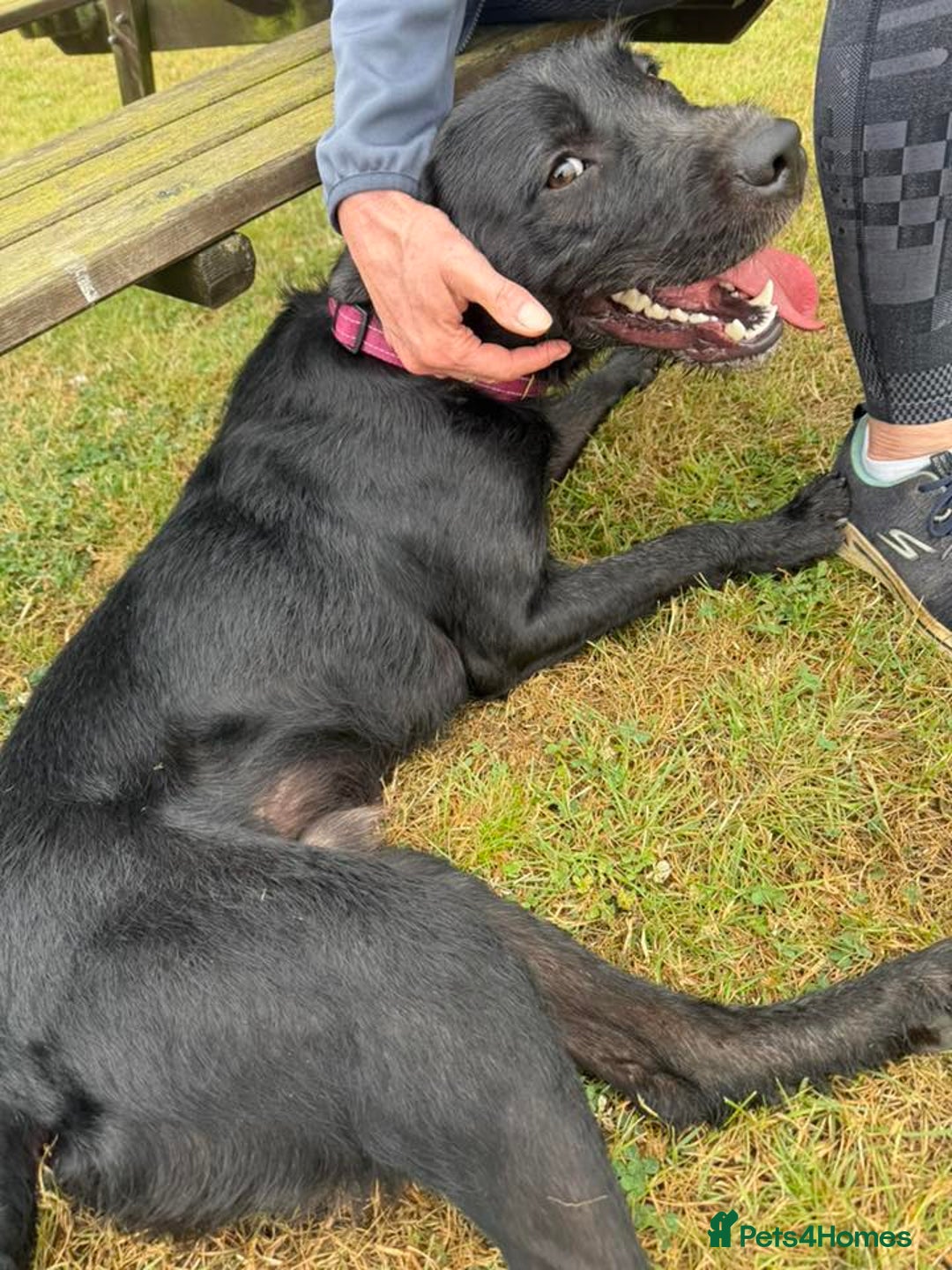 Mixed Breed dogs for adoption: 💙SCOUT- 16 month Lab cross fading in kennels💙 - Advert 2