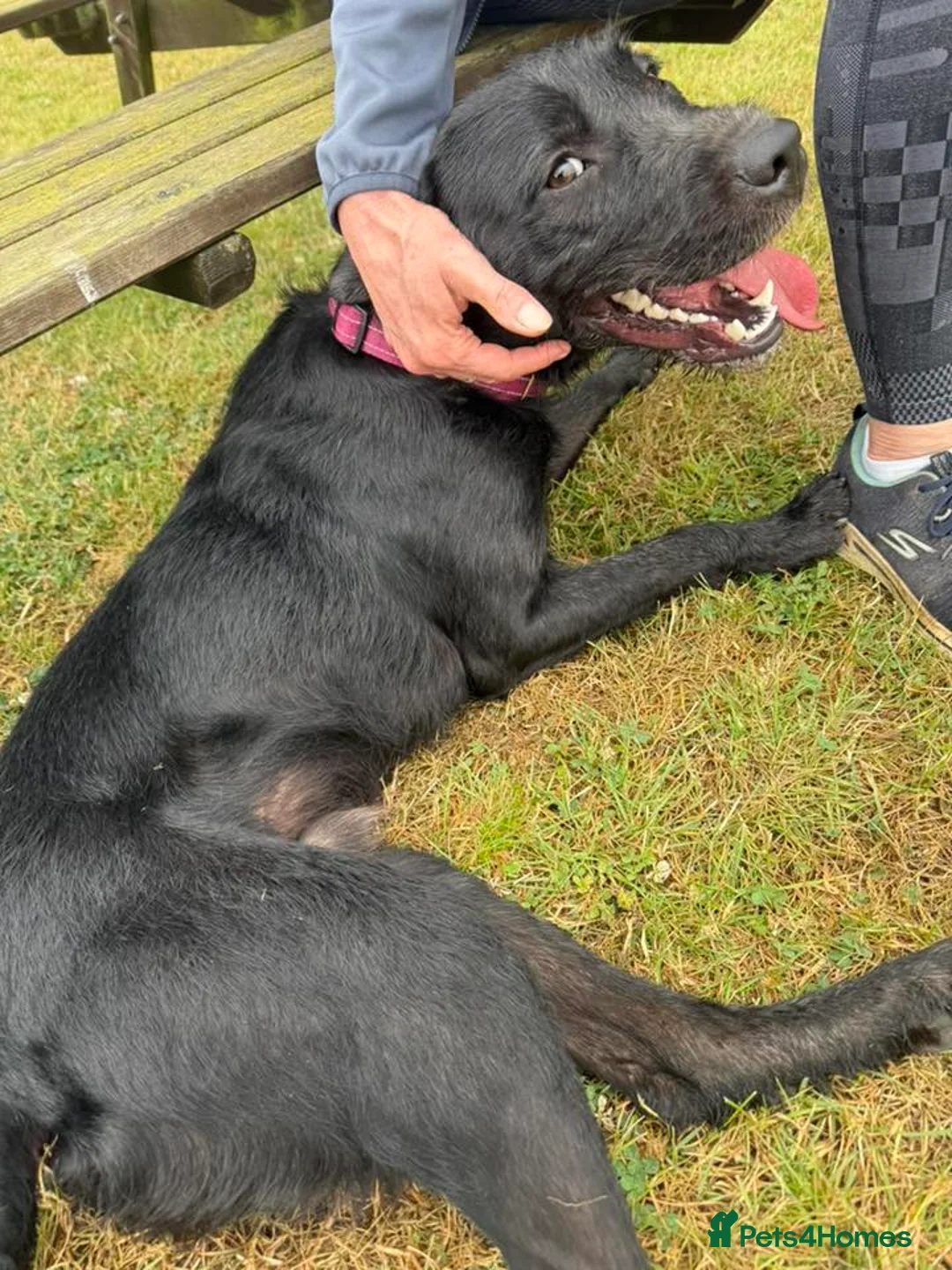 Mixed Breed dogs for adoption: 💙SCOUT- 16 month Lab cross fading in kennels💙 - Advert 2