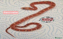 Corn Snake reptiles for sale: Scaleless bloodred pied sided - Image 4
