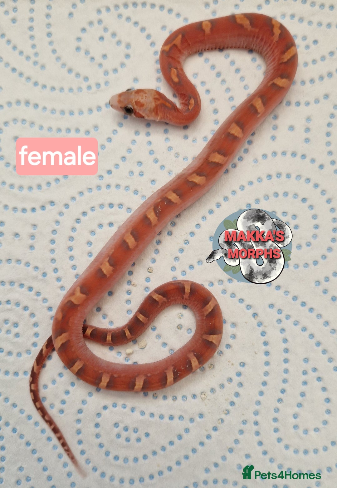 Corn Snake reptiles for sale: Scaleless bloodred pied sided - Image 4