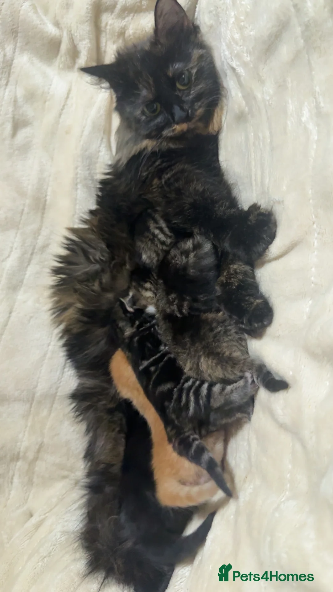 Mixed Breed cats for sale: Kittens for sale  - Advert 2