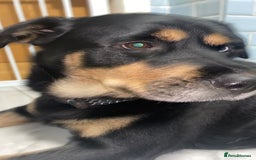 Mixed Breed dogs for sale: Blaze - Advert 2