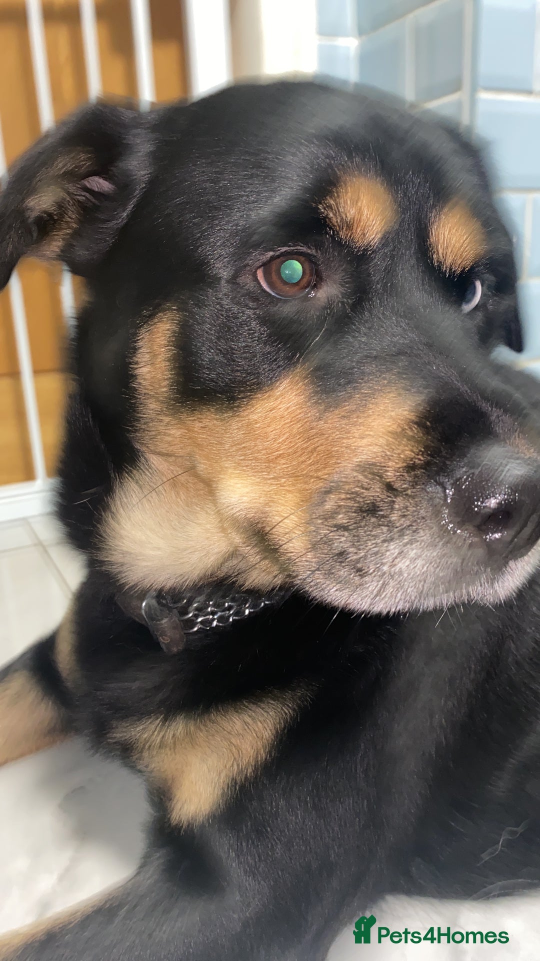 Mixed Breed dogs for sale: Blaze - Advert 2