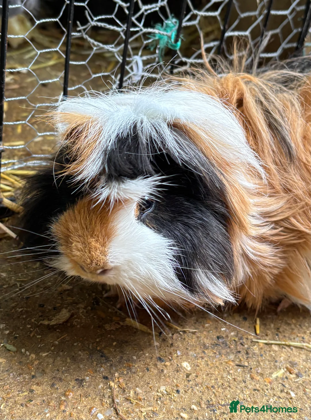 Guinea Pig rodents for sale:  Male guinea pig  - Advert 1