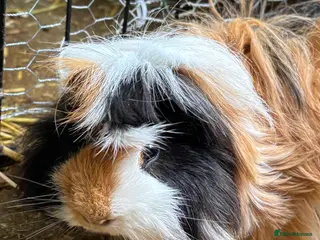 Guinea Pig rodents Male guinea pig - Advert 11