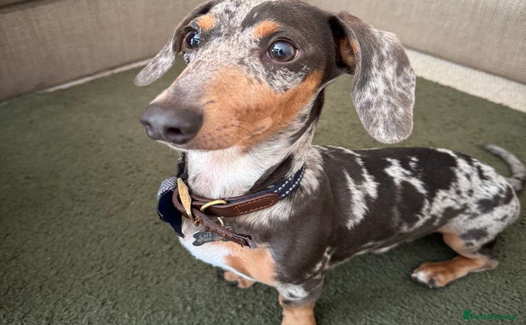 Miniature Dachshund dogs - Advert 10
