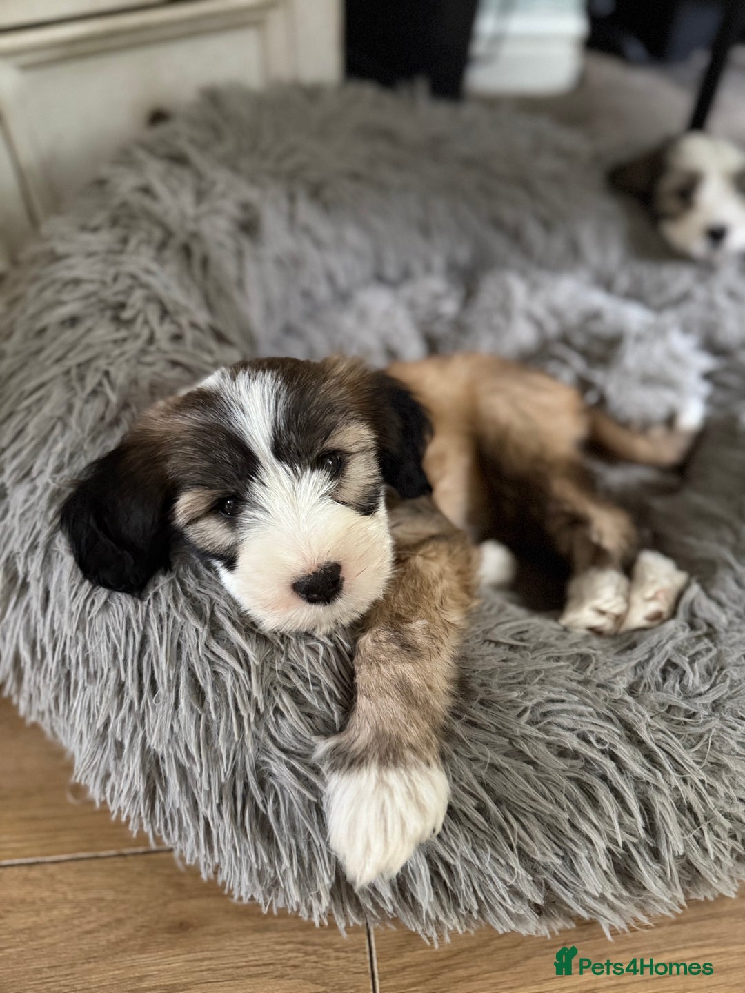 Tibetan Terrier dogs for stud: Tibetan Terrier for Stud Duties - Image 7