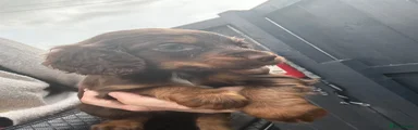 Cocker Spaniel 6