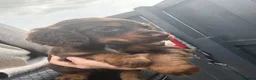 Cocker Spaniel dogs for sale: Cocker spaniel puppies  - Advert 4