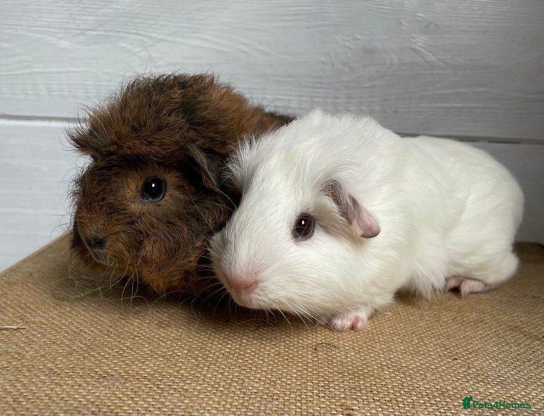 Guinea Pig rodents for sale: Gorgeous baby boys - Image 3