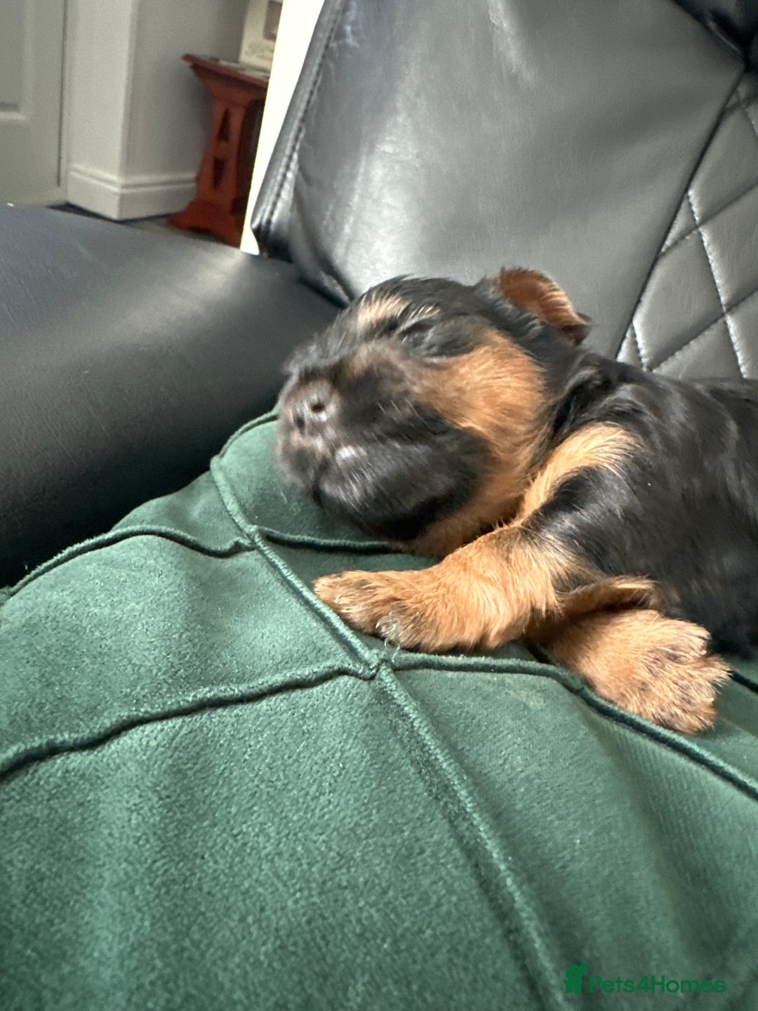 Yorkshire Terrier dogs for sale: Yorkshire terrier puppies  - Image 5