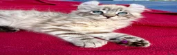 Keetso cats for sale: Superb very rare polydactyl curled eared keetsos  - Advert 9