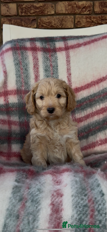 Cockapoo dogs - Advert 2