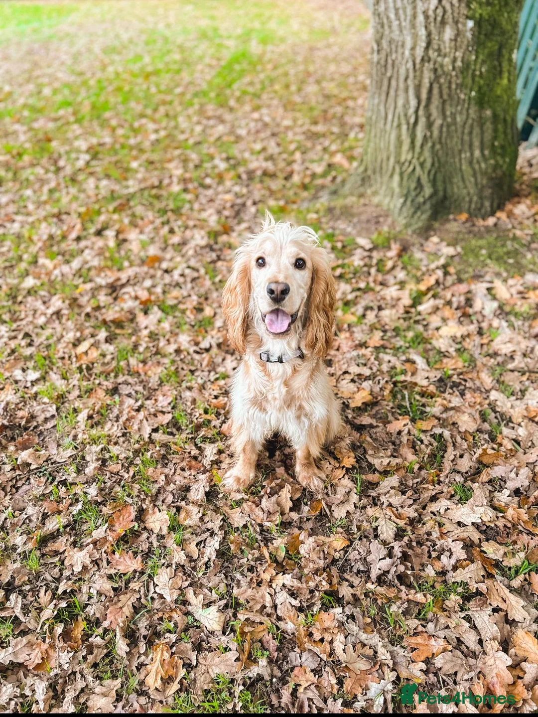 Cocker Spaniel dogs for sale: PRE ADVERT- Show Type Cocker Spaniel Puppies - Advert 2