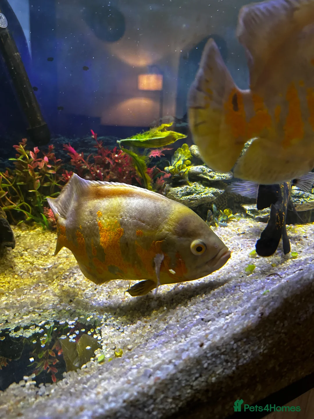 Cichlids fish for sale: Tropical fish for sale  - Advert 6