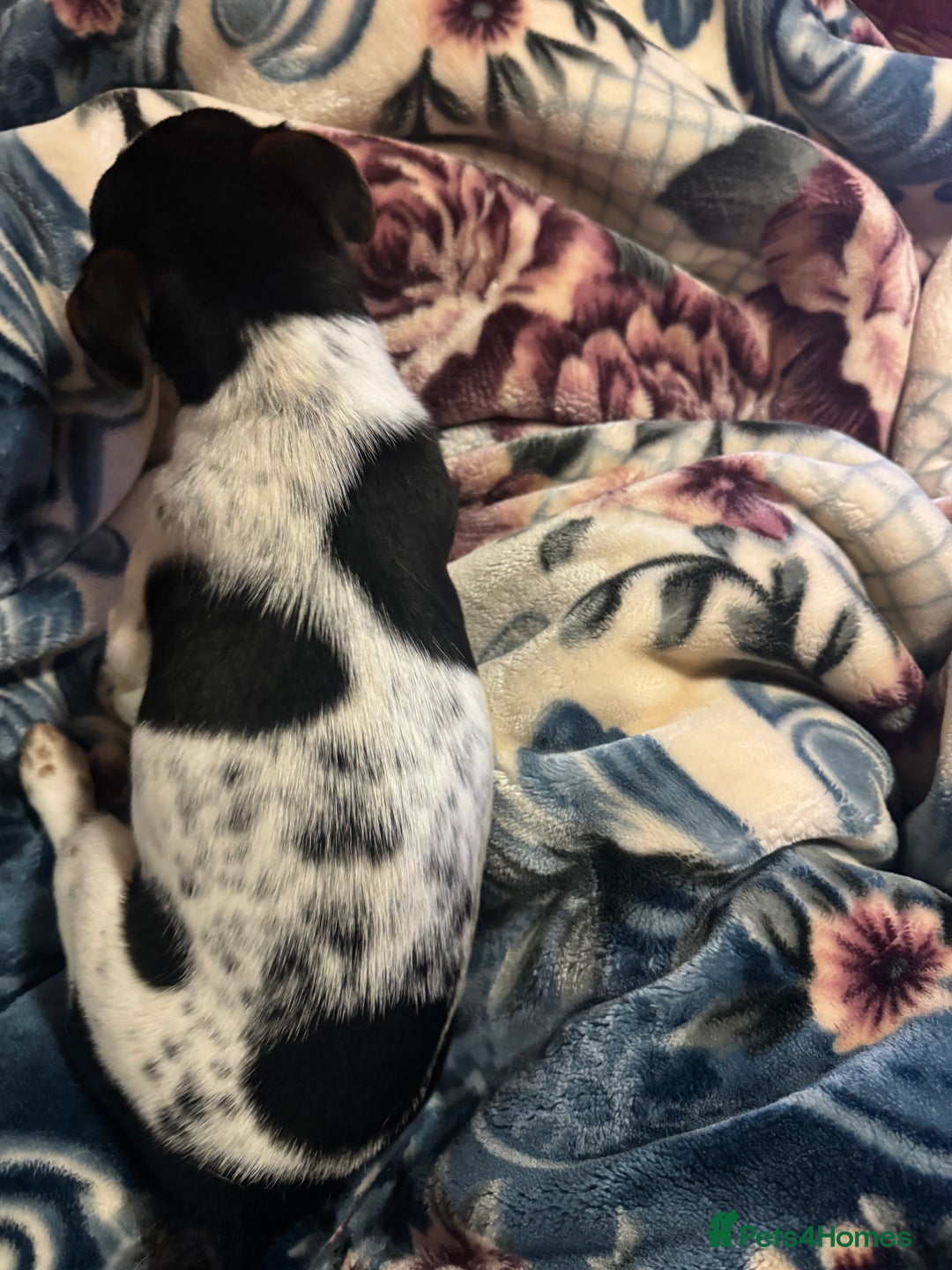 Jack Russell dogs for sale: Jack, Russell - Advert 2