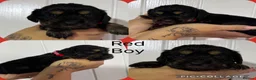 Cocker Spaniel dogs for sale: Cocker spaniel puppy’s 🐶  - Advert 6