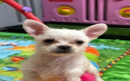 Mixed Breed dogs for sale: Malchi puppy health tested parents 1 boy available - Image 10