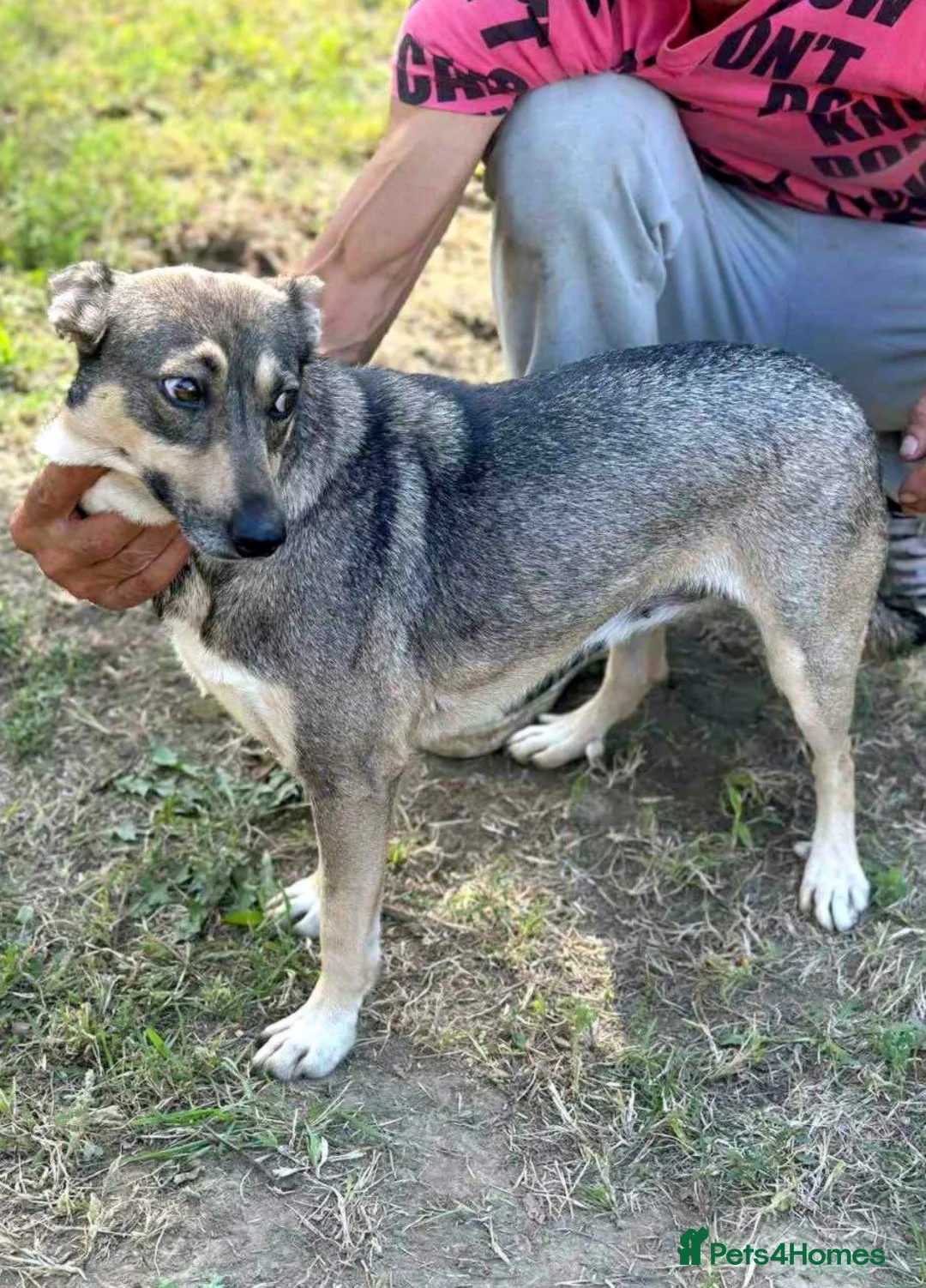 Mixed Breed dogs for adoption: Pippa – A Truly Special Little Soul 💛 - Advert 2
