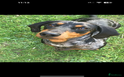 Dachshund dogs for sale: dachshund puppies  - Image 2