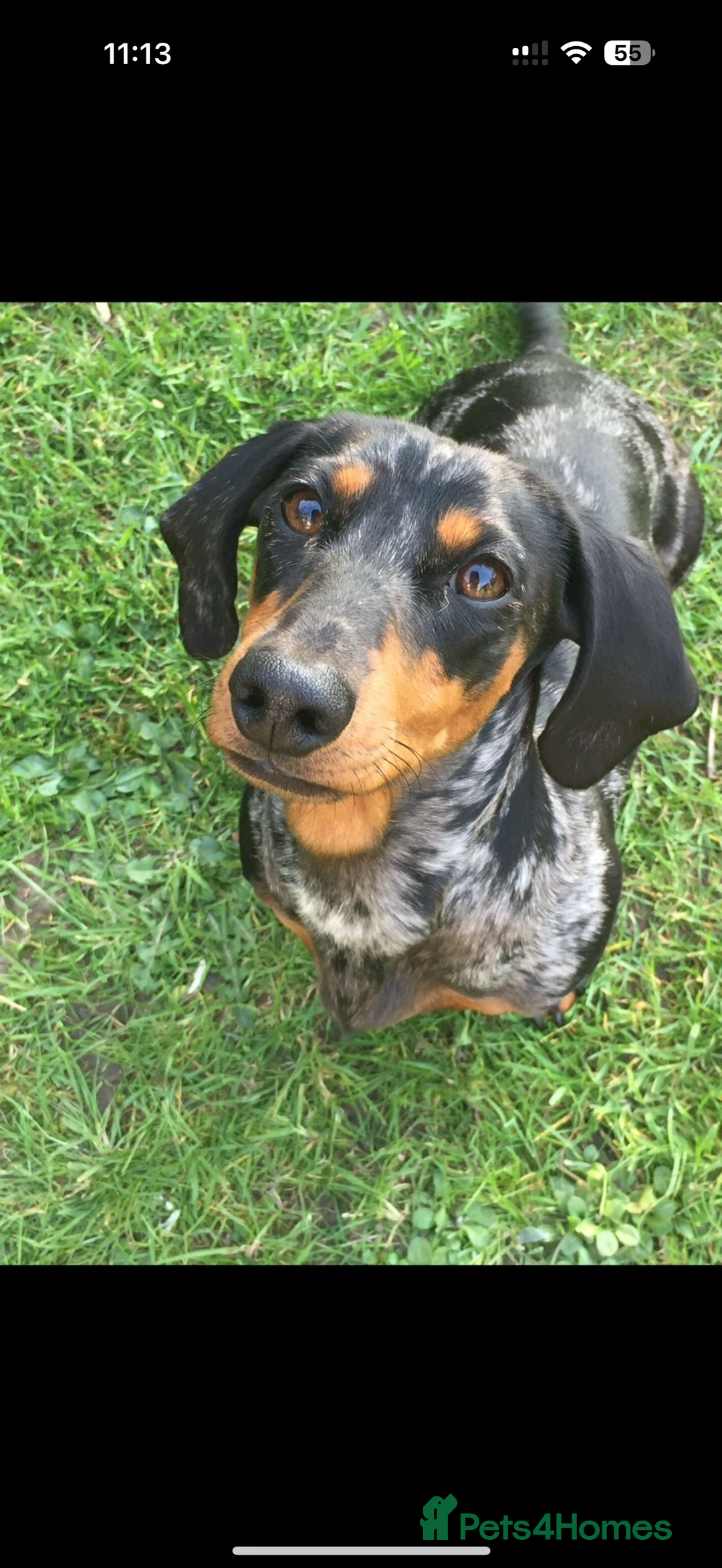 Dachshund dogs for sale: dachshund puppies  - Image 2