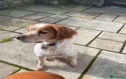 Brittany Spaniel dogs for adoption: Cronos a wonderful Brittany - Image 8
