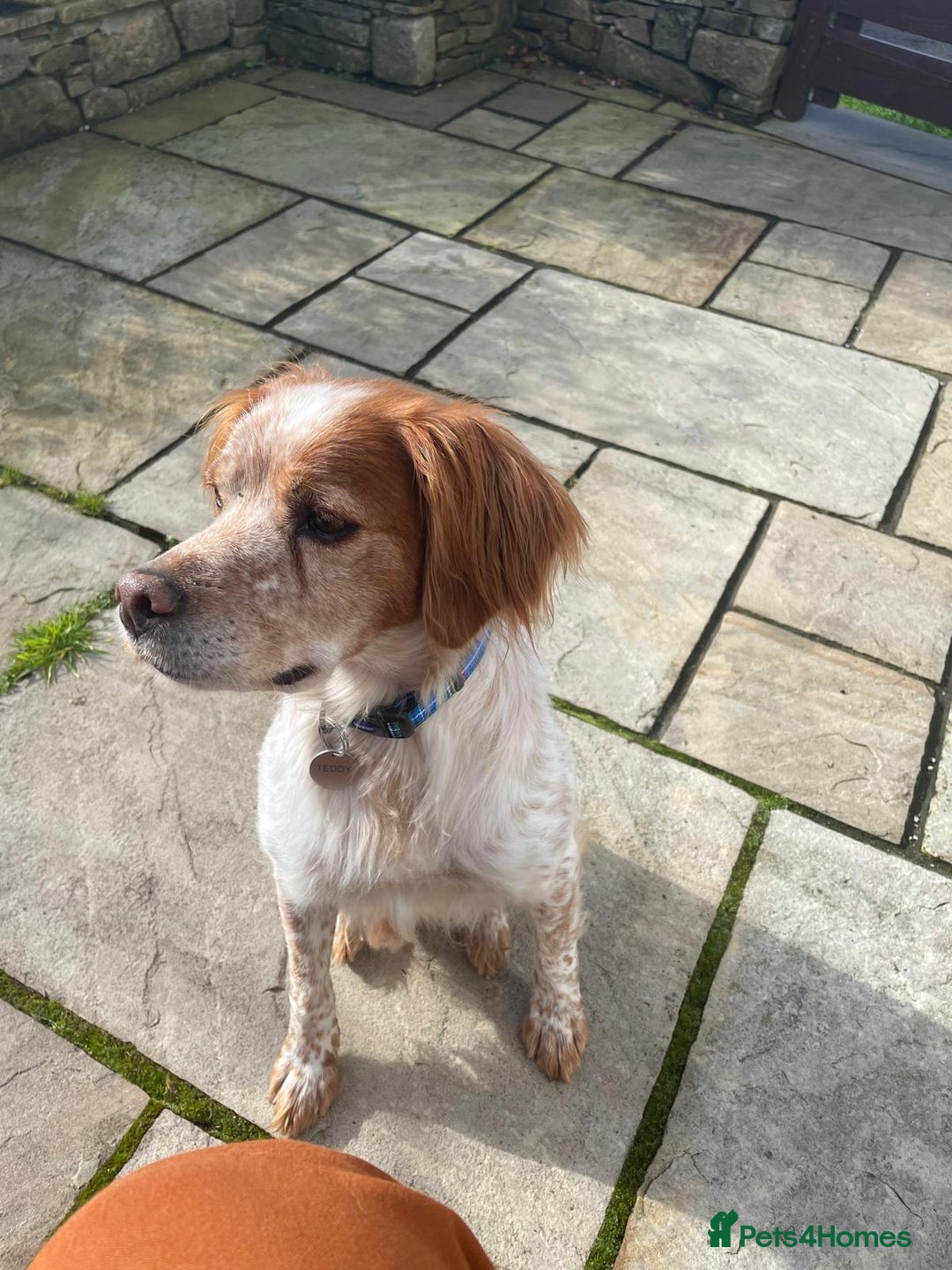 Brittany Spaniel dogs for adoption: Cronos a wonderful Brittany - Image 8