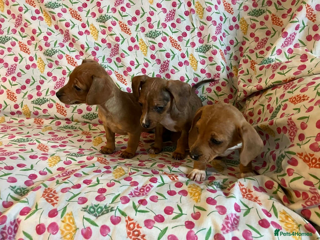 Mixed Breed dogs for sale: Miniature jack russel X Miniature dachshund  - Advert 8