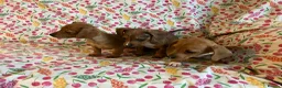Mixed Breed dogs for sale: Miniature jack russel X Miniature dachshund  - Advert 8